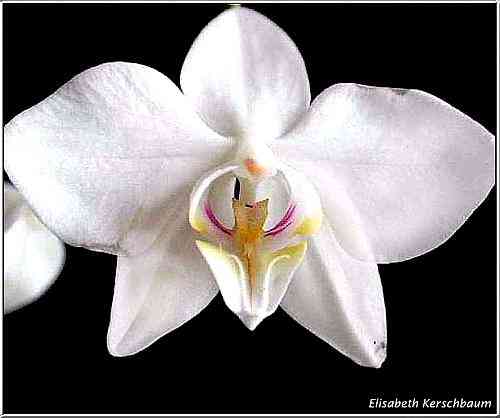 Phalaenopsis aphrodite